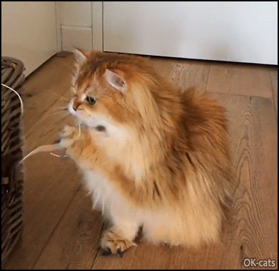 cat gif looking to the camera